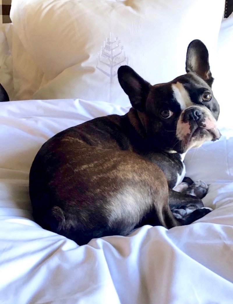 Rocco Loves The Plush Bedding At The Four Seasons