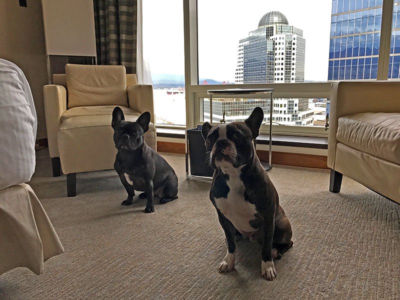 Margo and Rocco at one of the best dog friendly luxury hotels in Vancouver, BC, the Fairmont Pacific Rim