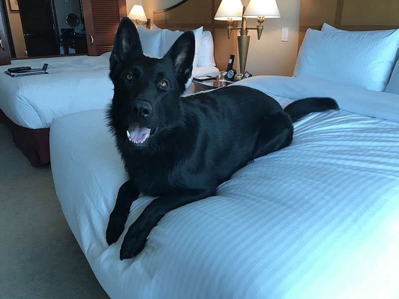 Stacy at one of the best dog friendly hotels in Vancouver, BC, the Fairmont Vancouver Airport