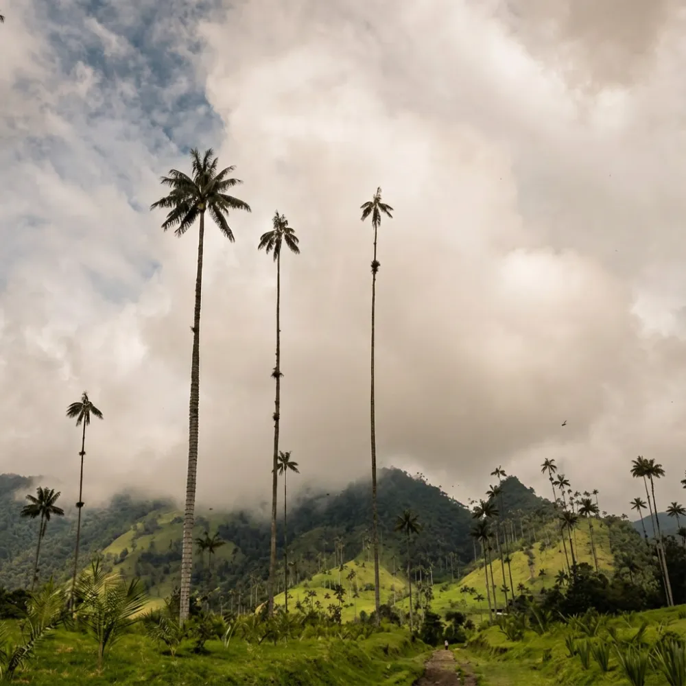 Walking the Cocora Valley hiking trail surrounded by tall wax palms. A simple, affordable day trip from Salento.